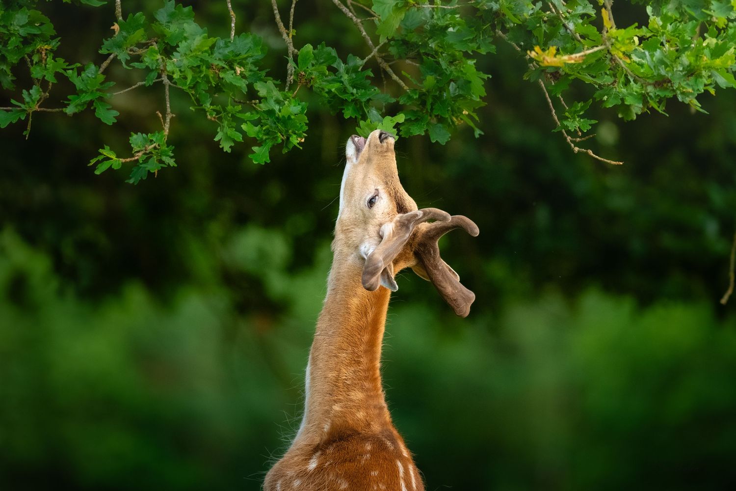 Spotted deer stretching neck upward to reach and eat green leaves from tree branch.