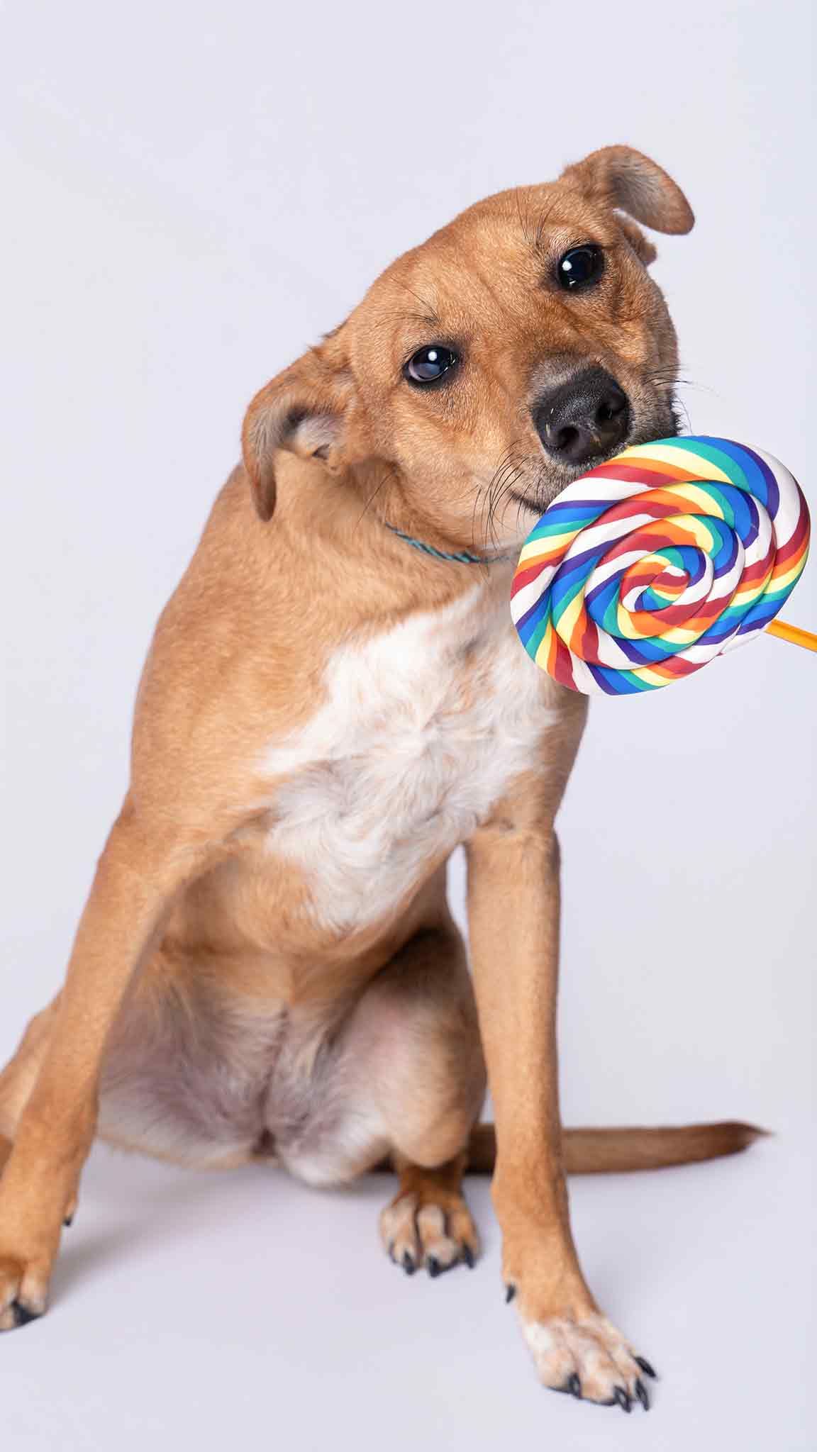 A cute brown dog sits holding a colorful rainbow swirl lollipop in its mouth against a white background.
