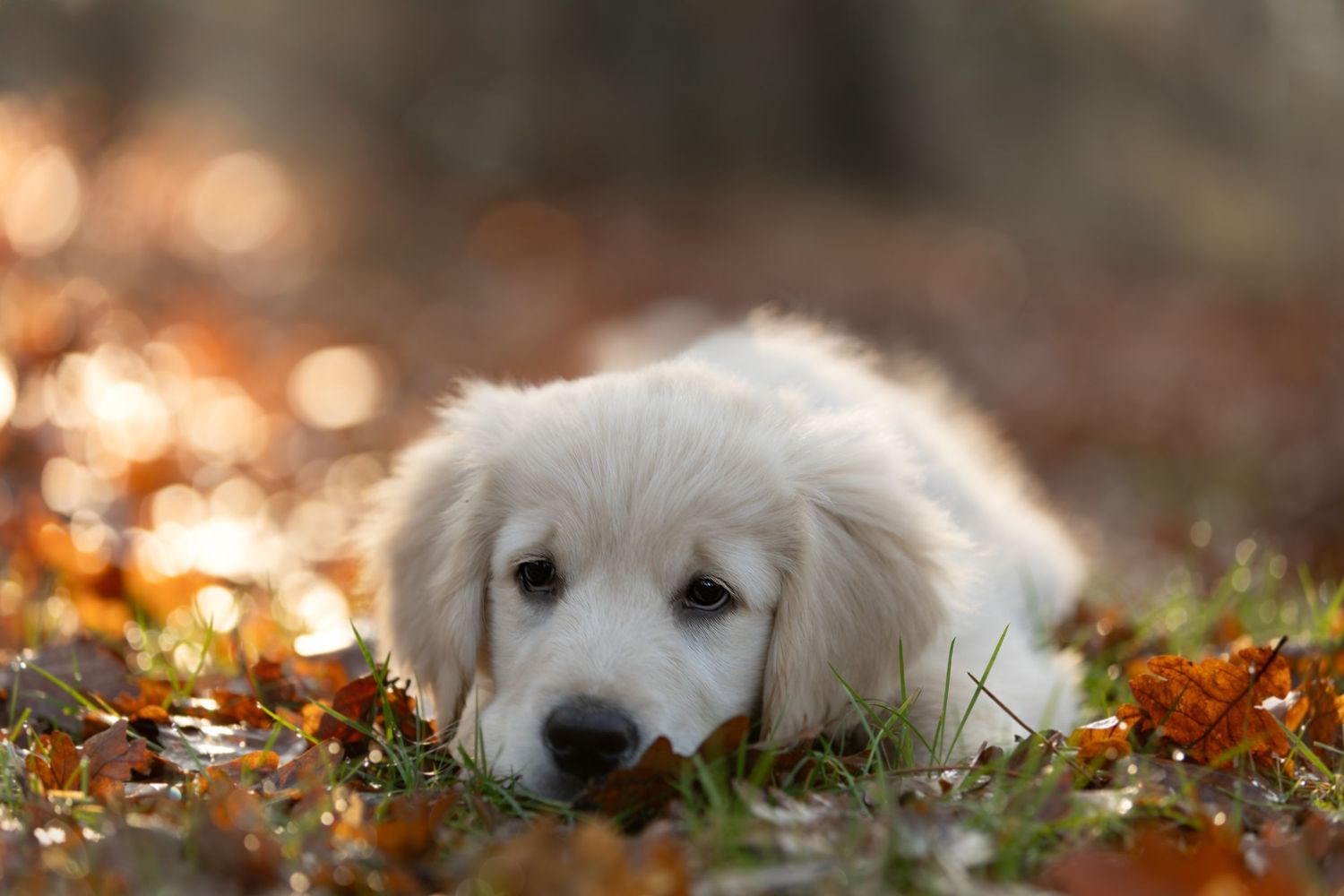 Natuurlijke honden potretten en puppyshoots