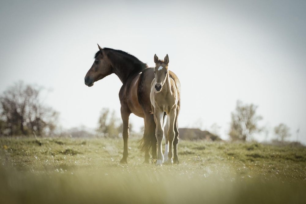 A dark brown horse stands protectively beside a pale foal on a grassy field under a soft, hazy sky.
