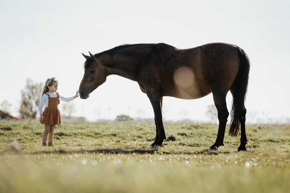 Little girl in a rust-colored dress gently reaches up to touch a tall dark bay horse standing in a sunlit meadow.