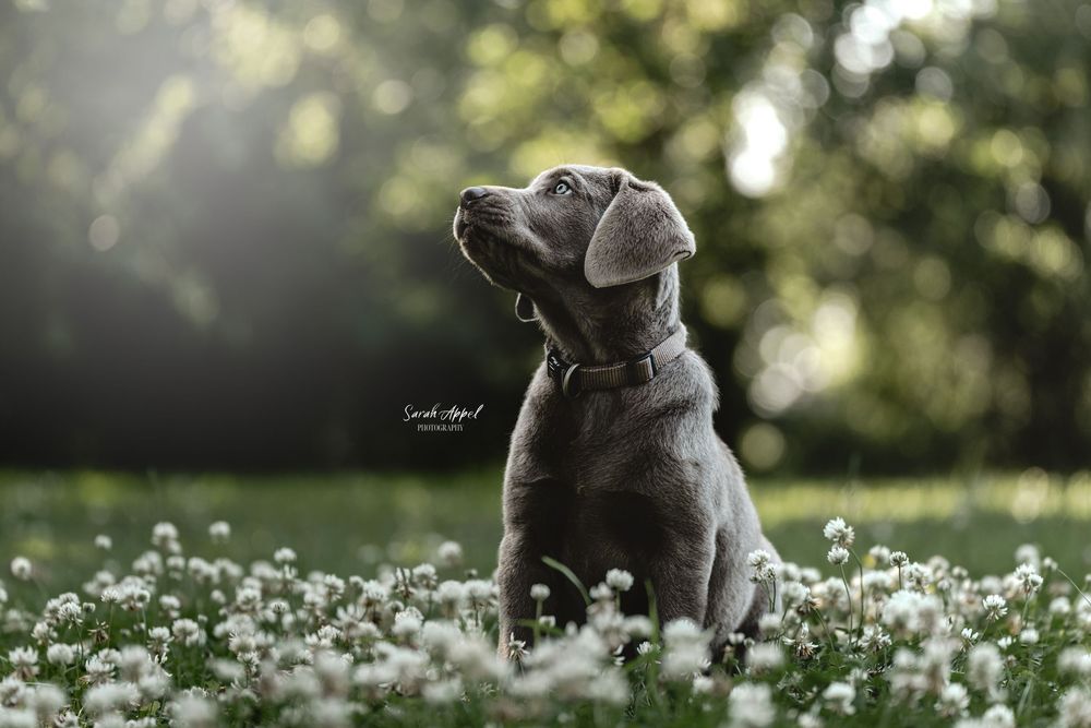 Silver Labrador puppy wearing a collar gazes upward while sitting in a meadow of white clover flowers in soft light.