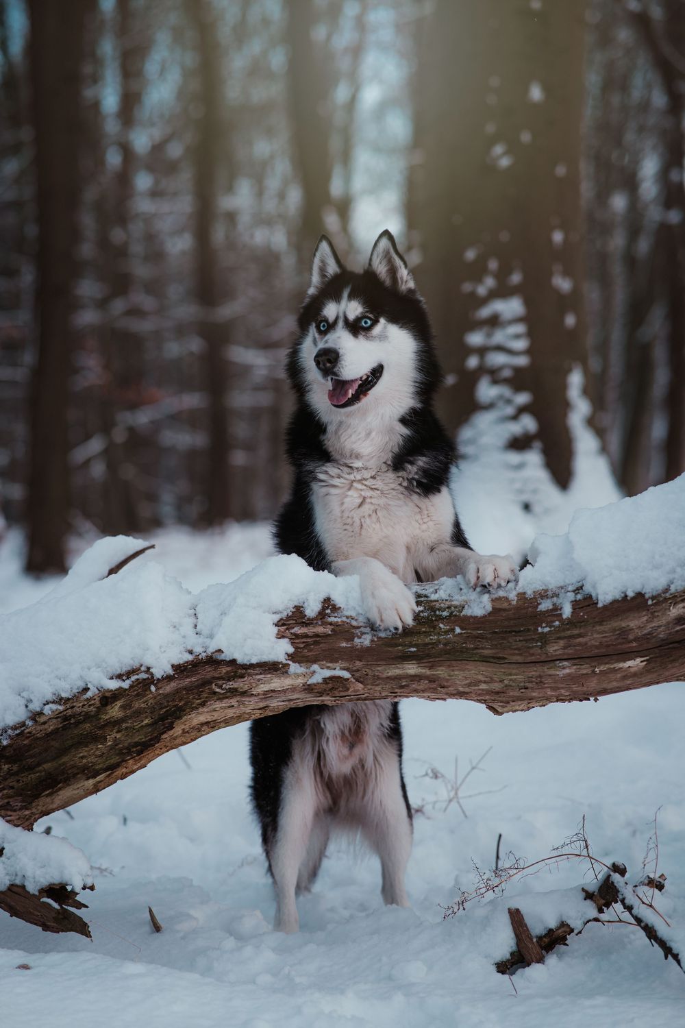 Portrait eines Huskys, der mit heraushängender Zunge auf einem umgestürzten, schneebedeckten Baumstamm im Winterwald steht.