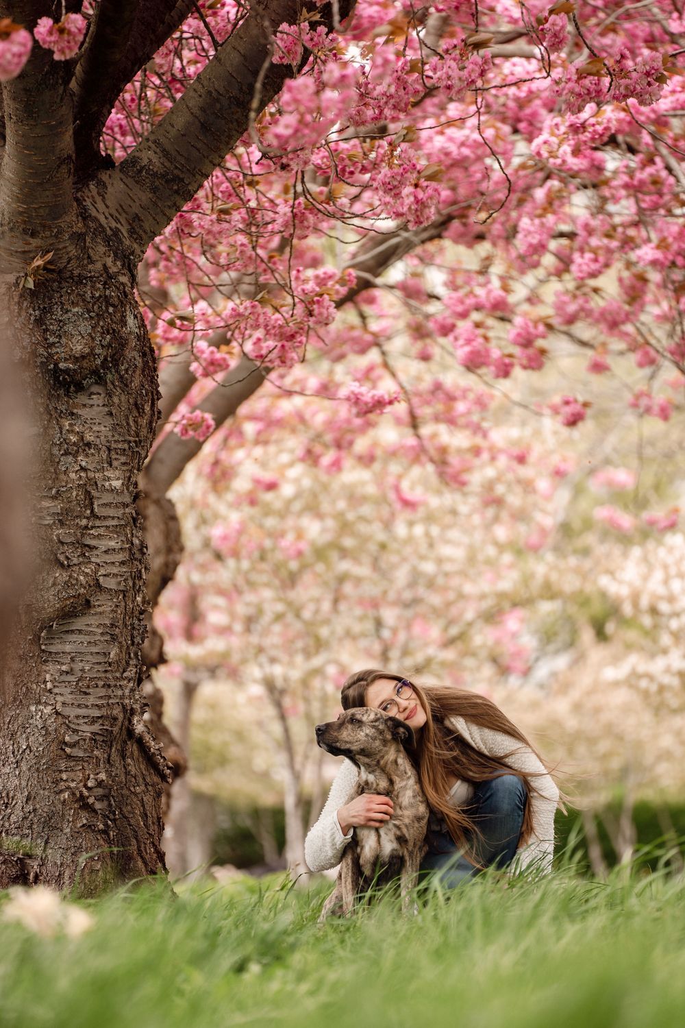 A woman with long brown hair hugs her brindle dog on the grass beneath a blooming pink cherry blossom tree.