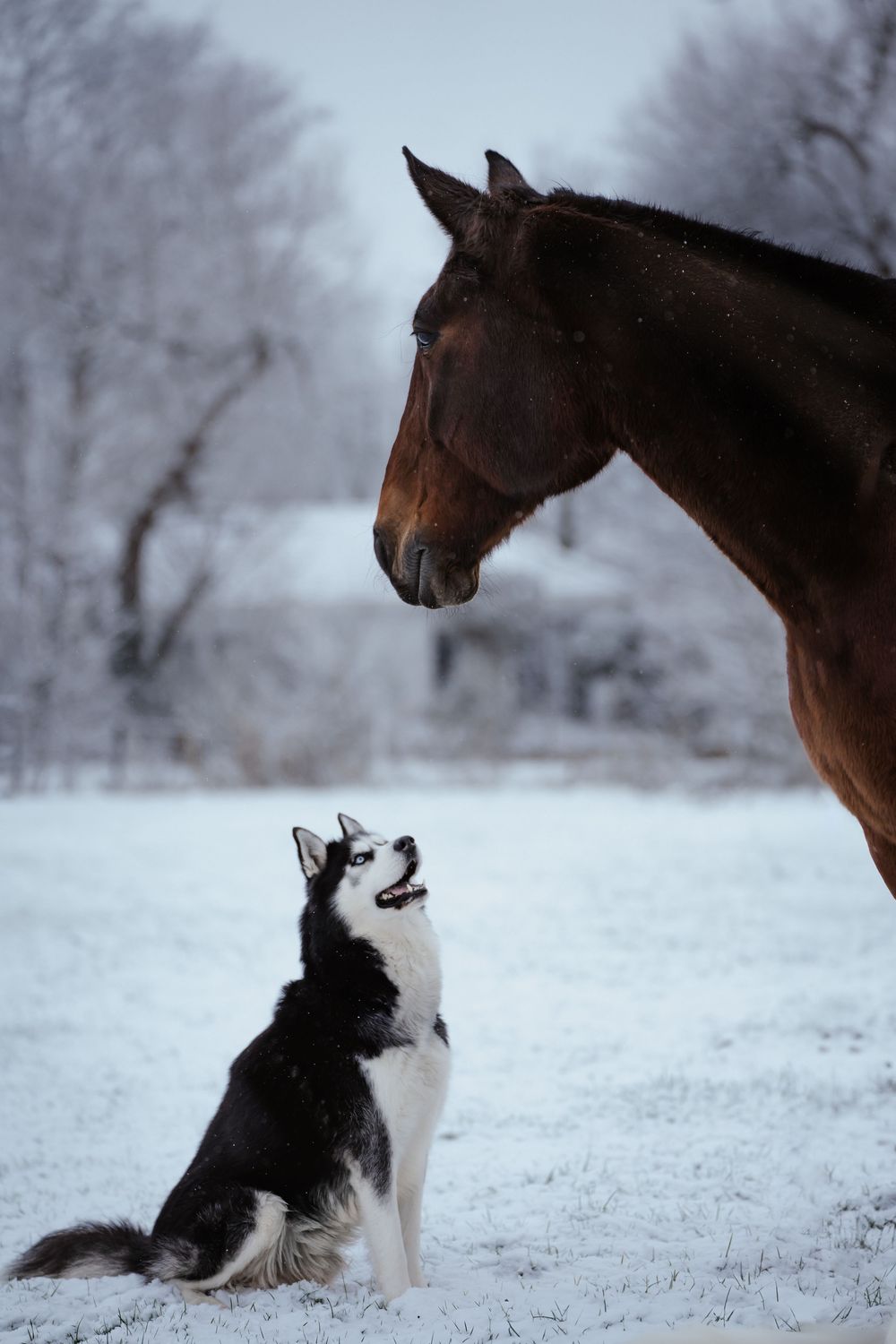 Husky sitzt im Schnee und blickt zu einem großen, dunkelbraunen Pferd auf, beide stehen in einer winterlichen Landschaft mit kahlen Bäumen.