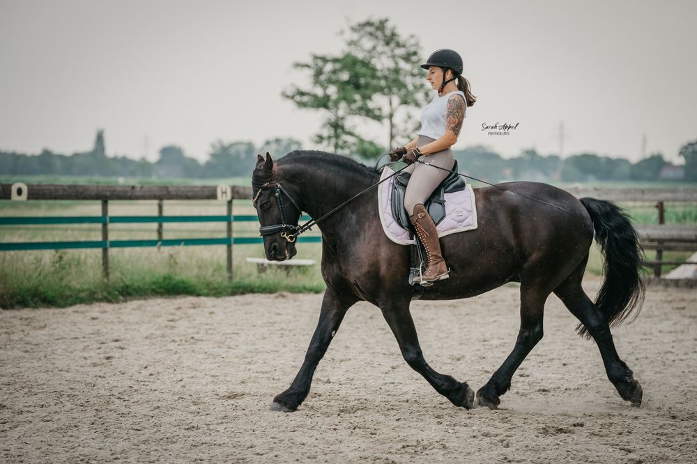 Reiterin mit Helm und hellem Oberteil trabt auf einem Friesen  über einen sandigen Reitplatz mit grünem Zaun im Hintergrund.