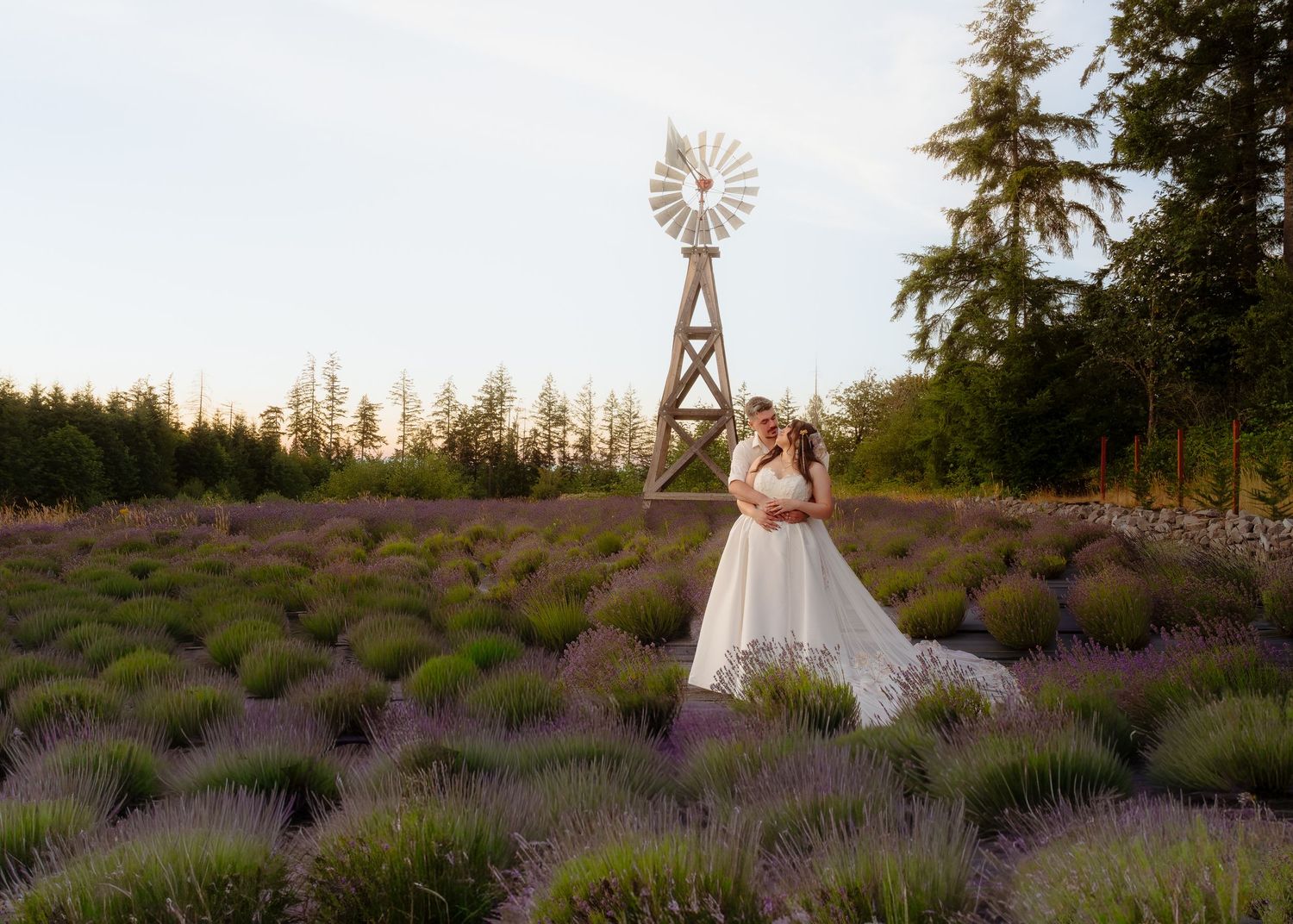 Bride and groom standing in lavender field with a windmill behind them in Olympia, Washington.