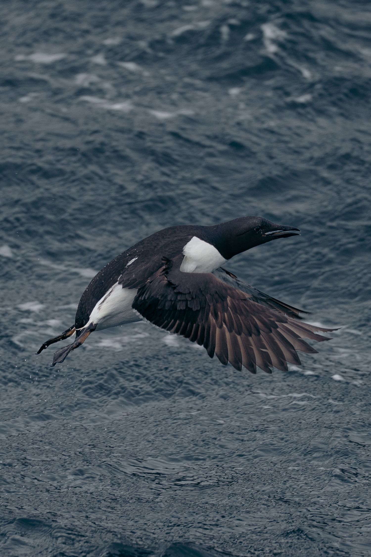 Guillemot de Brünnich en vol au ras des vagues, aile déployée en éventail