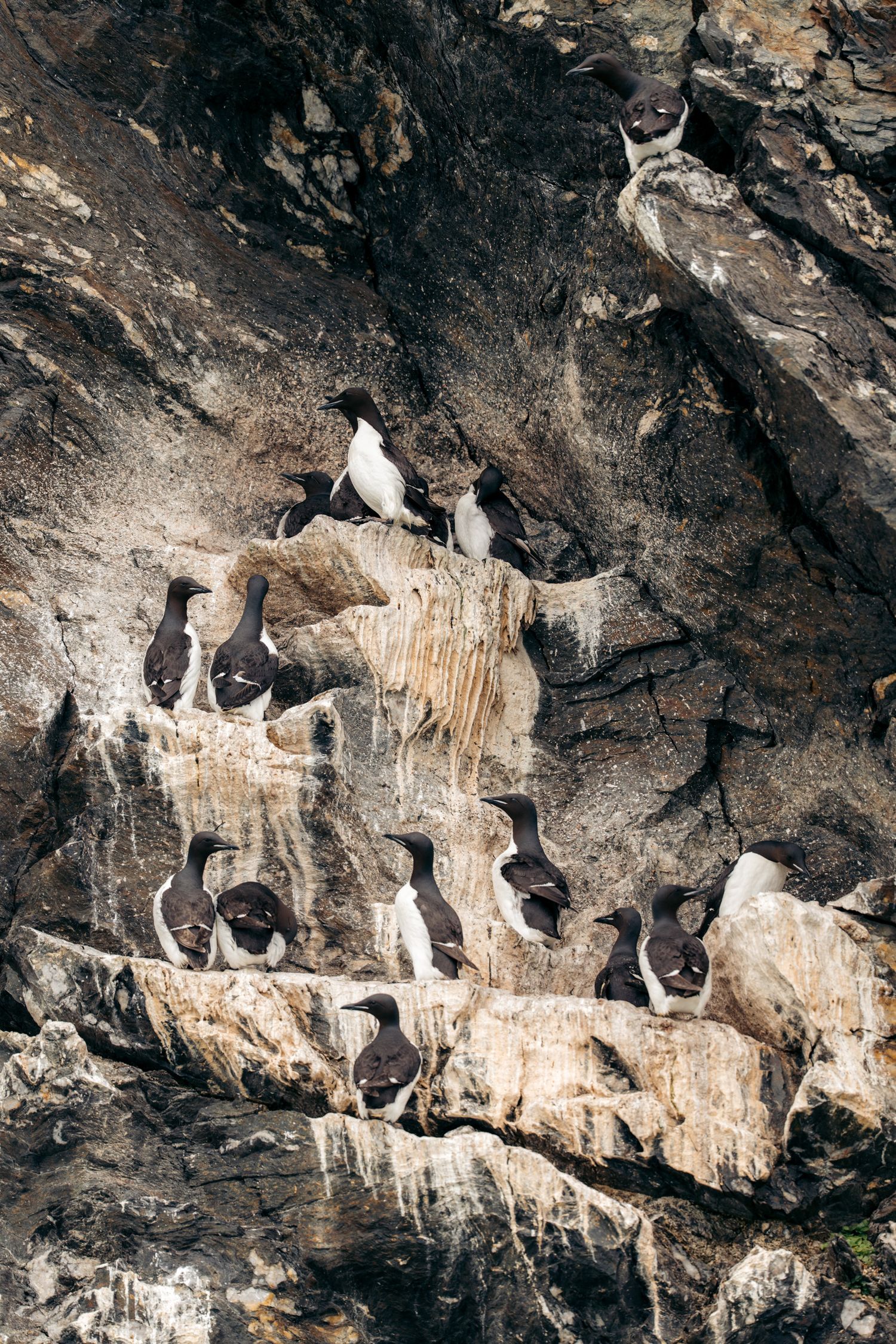Guillemots de Brünnich répartis en petits groupes sur des vires rocheuses superposées