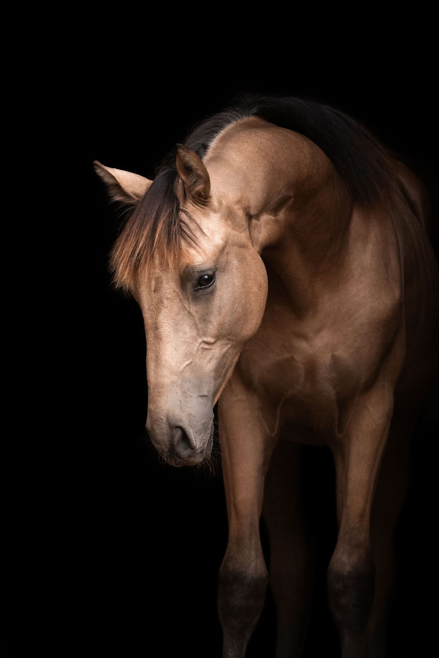 Paardenfotografie Zoefotografeert