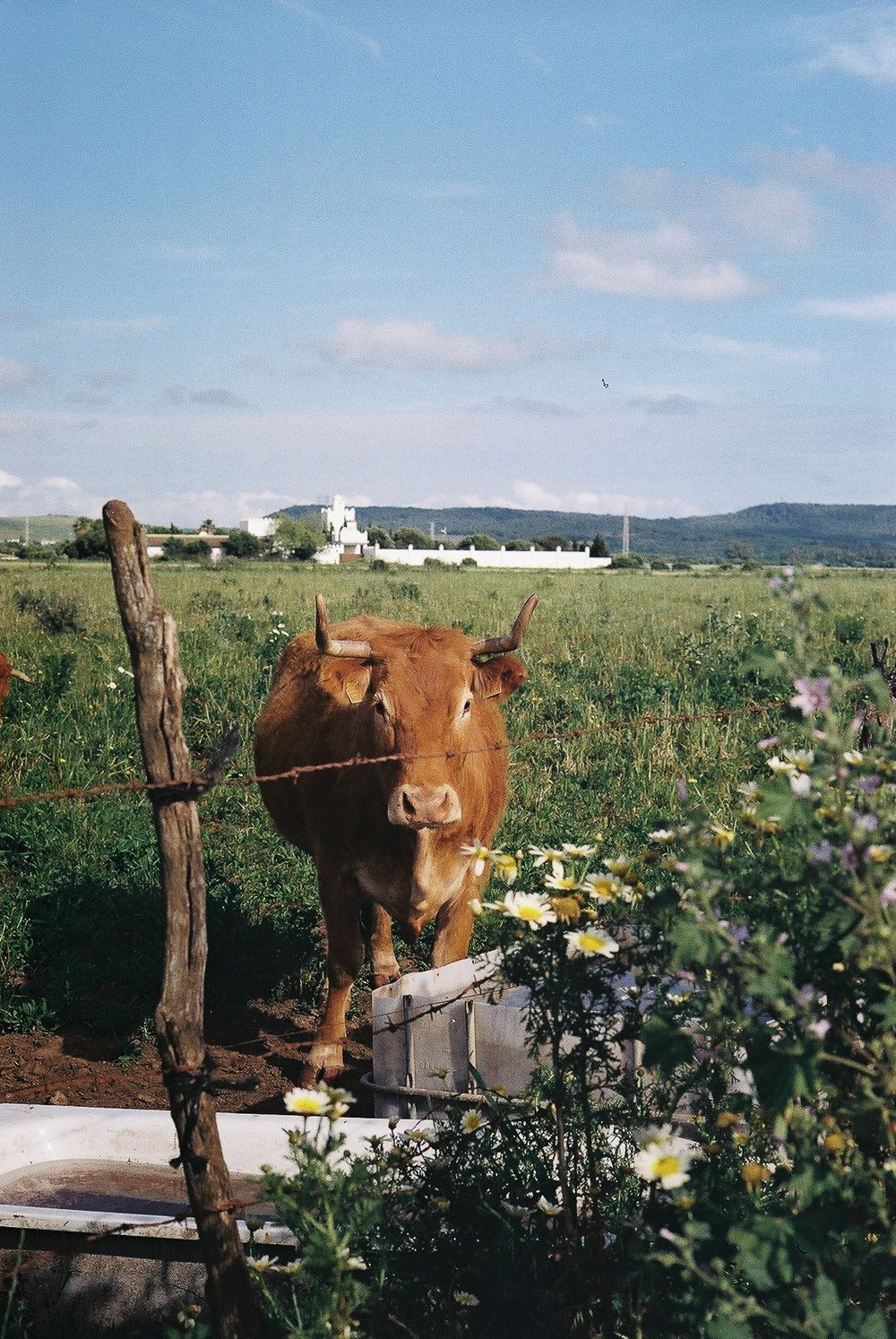 A brown cow with horns stands near a wooden fence post in a lush green meadow with wildflowers and a white building.