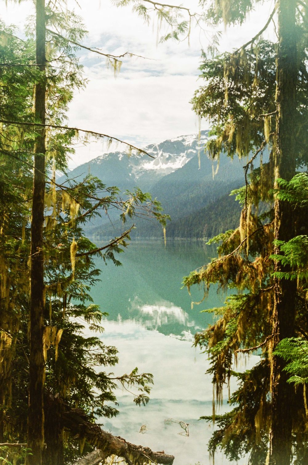Tall evergreen trees frame a serene mountain lake with turquoise water reflecting snow-capped peaks in a lush forest.