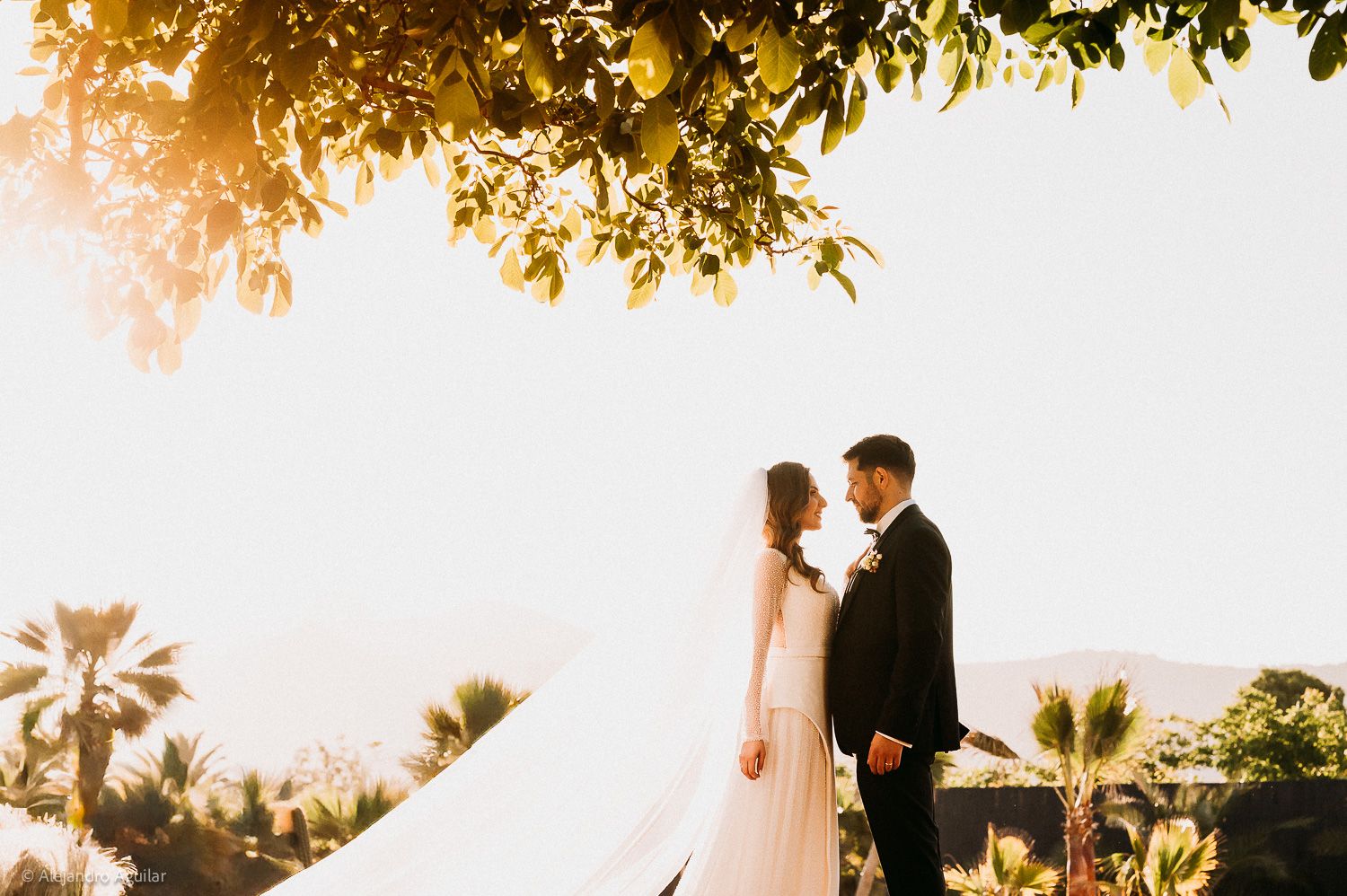 Bride and groom share a romantic moment at golden hour, framed by lush greenery and palm trees.