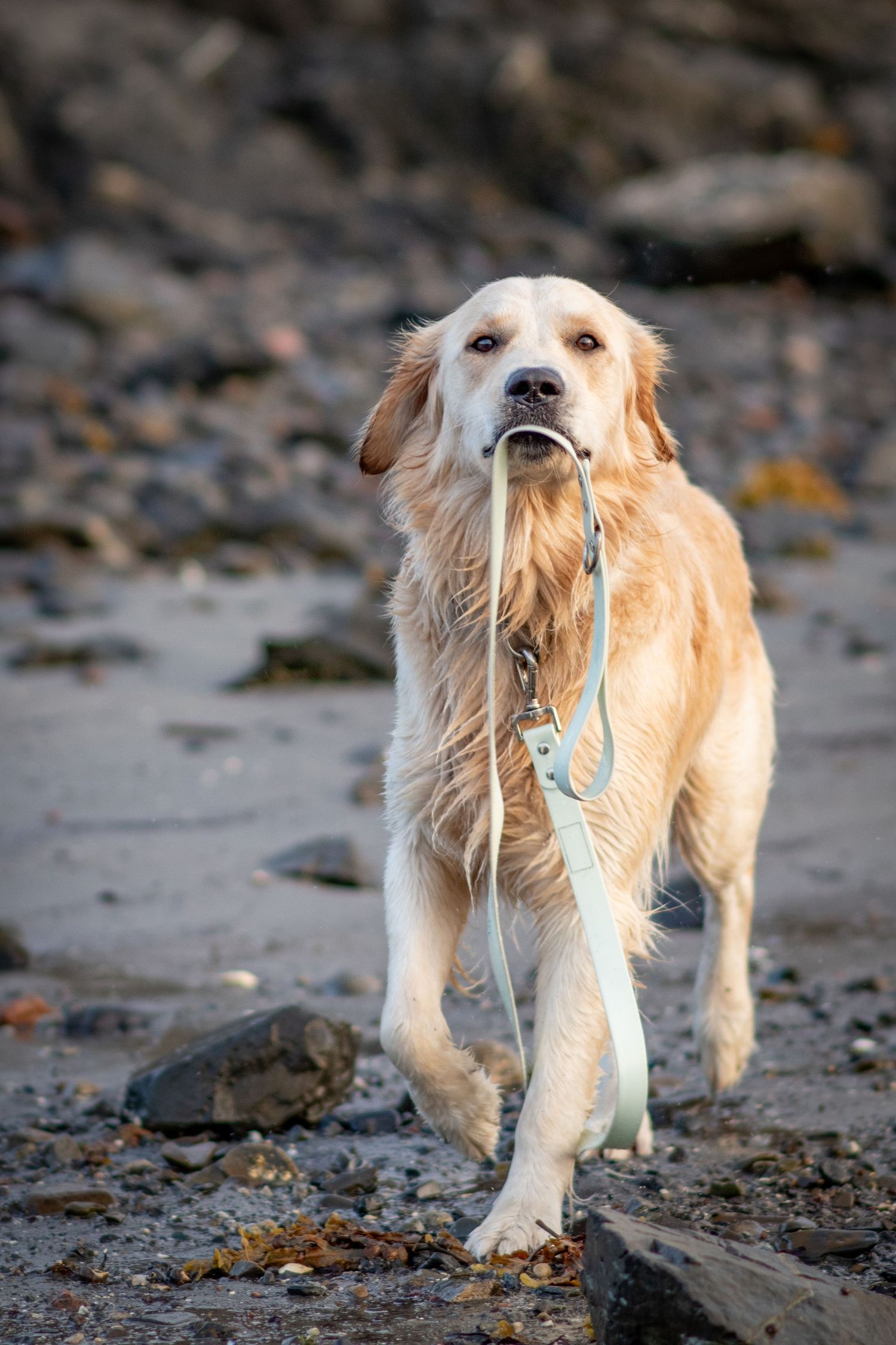 Wet golden retriever dog carrying its own leash in its mouth while walking on a rocky beach.
