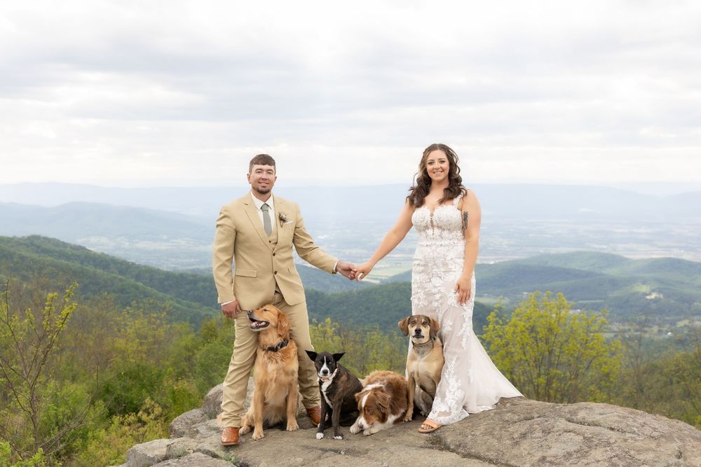 Bride and groom hold hands on mountain summit with three dogs, scenic valley views behind them on their wedding day.