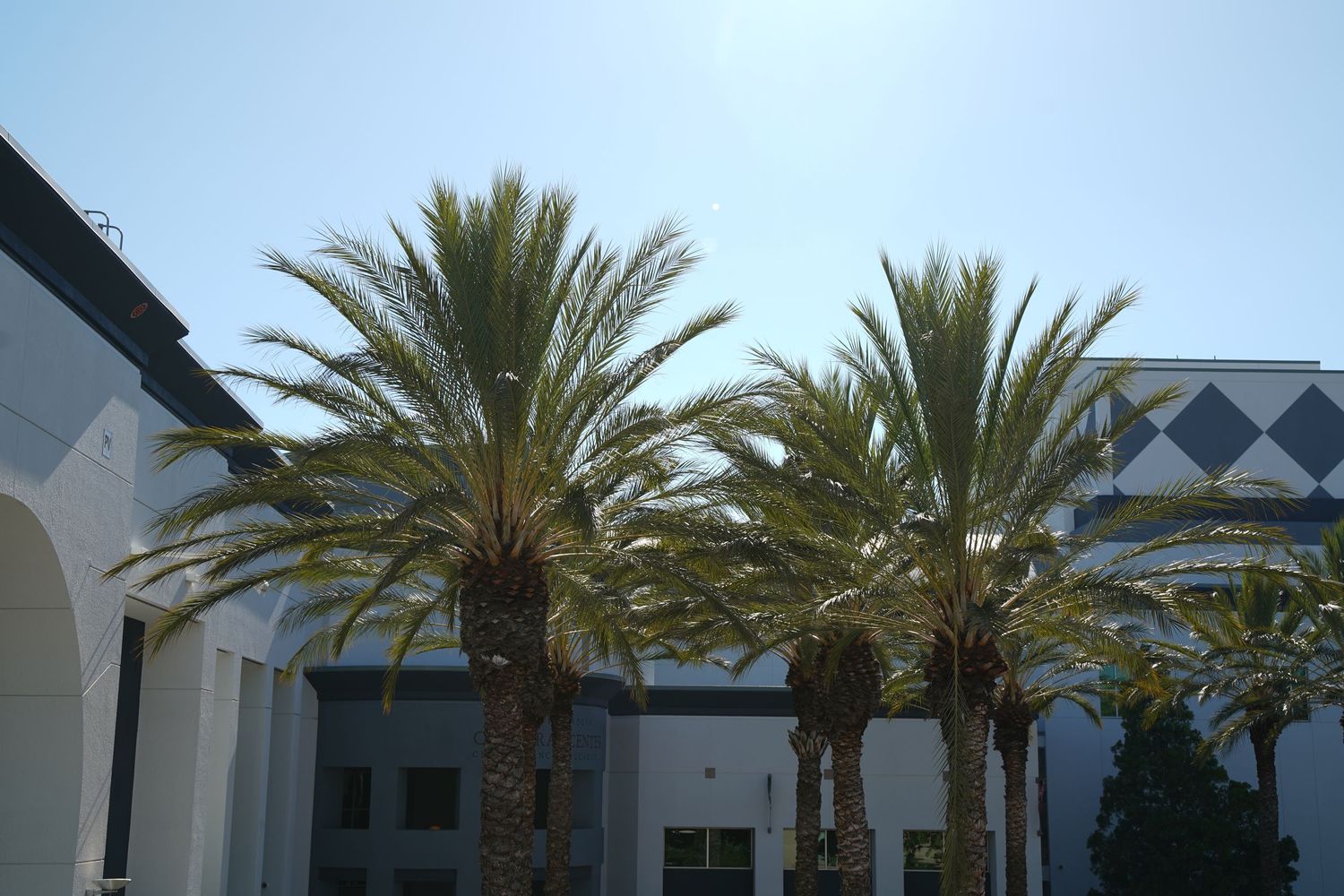 Tall palm trees sway in front of a modern building with diamond patterns under a bright blue sky.
