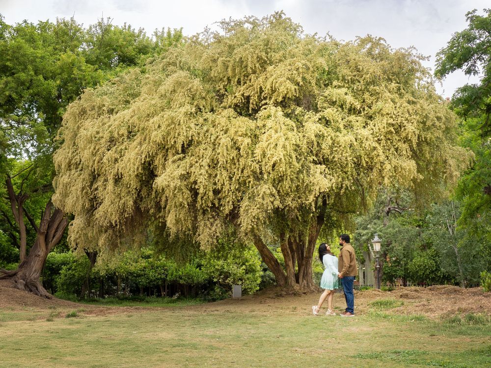 Couple walking hand in hand beneath a large weeping tree in a lush green park on a cloudy day.