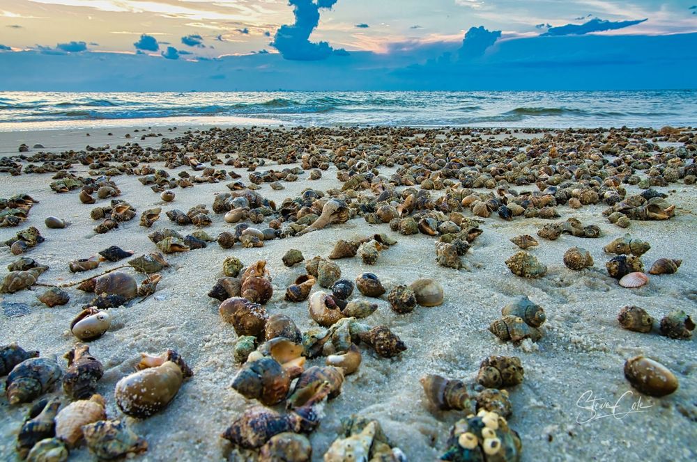 Sandy beach shore covered in hundreds of seashells along gentle ocean waves under dusk skies, photo by Steve Cole Photography.
