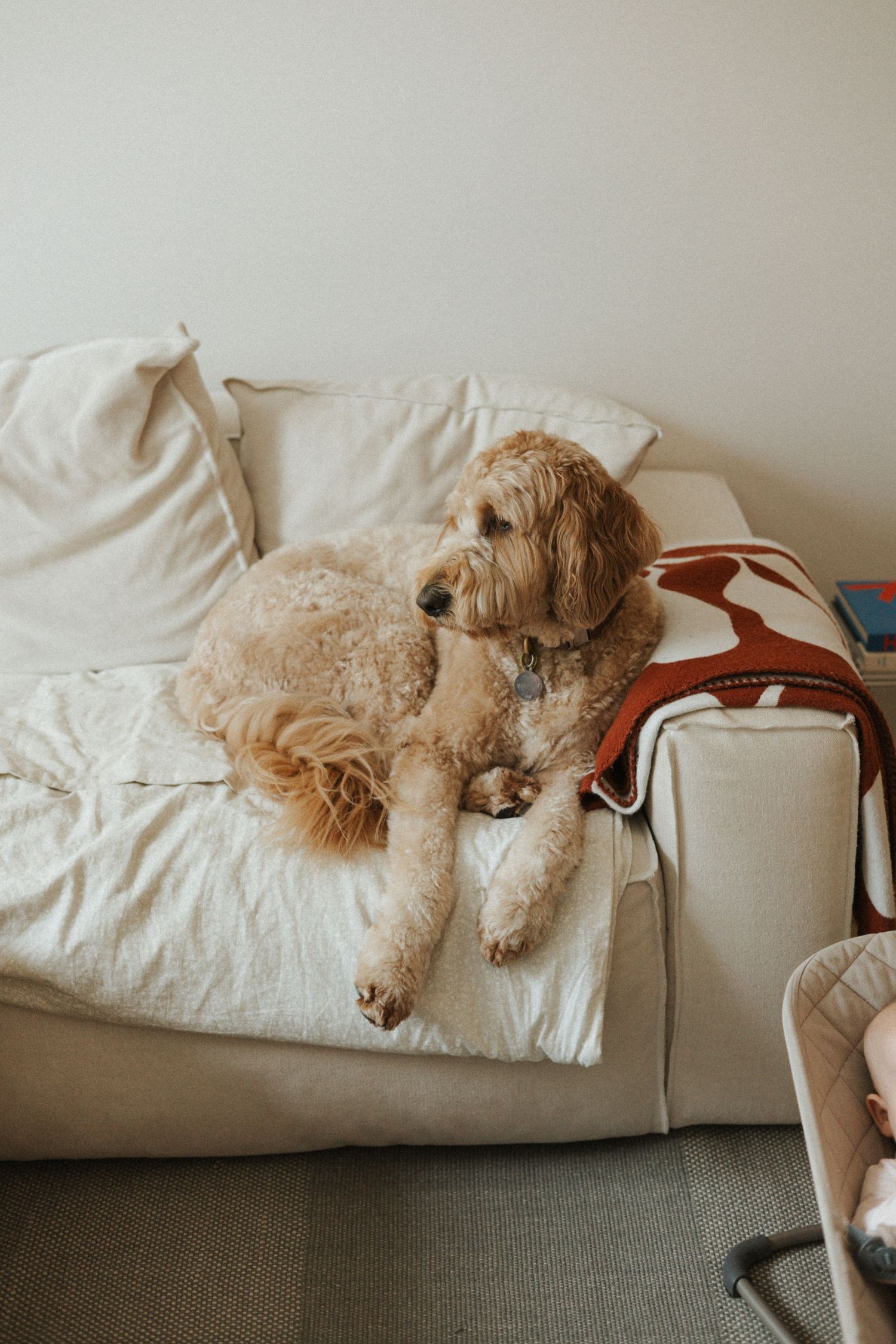 Fluffy golden labradoodle dog relaxing on a white couch with a colorful blanket beside it.