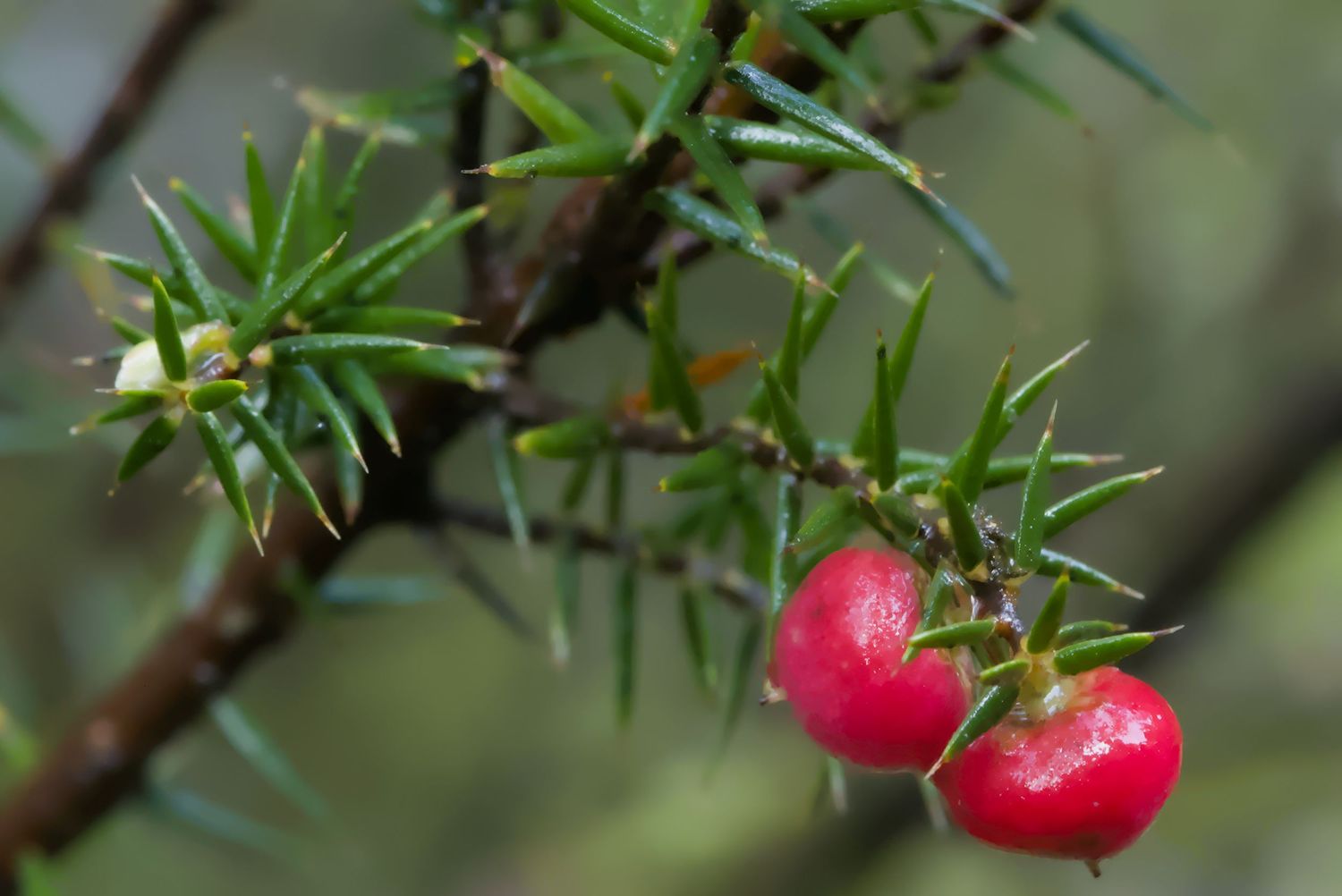 Close-up of bright red yew berries with water droplets growing on spiky green branch in nature.