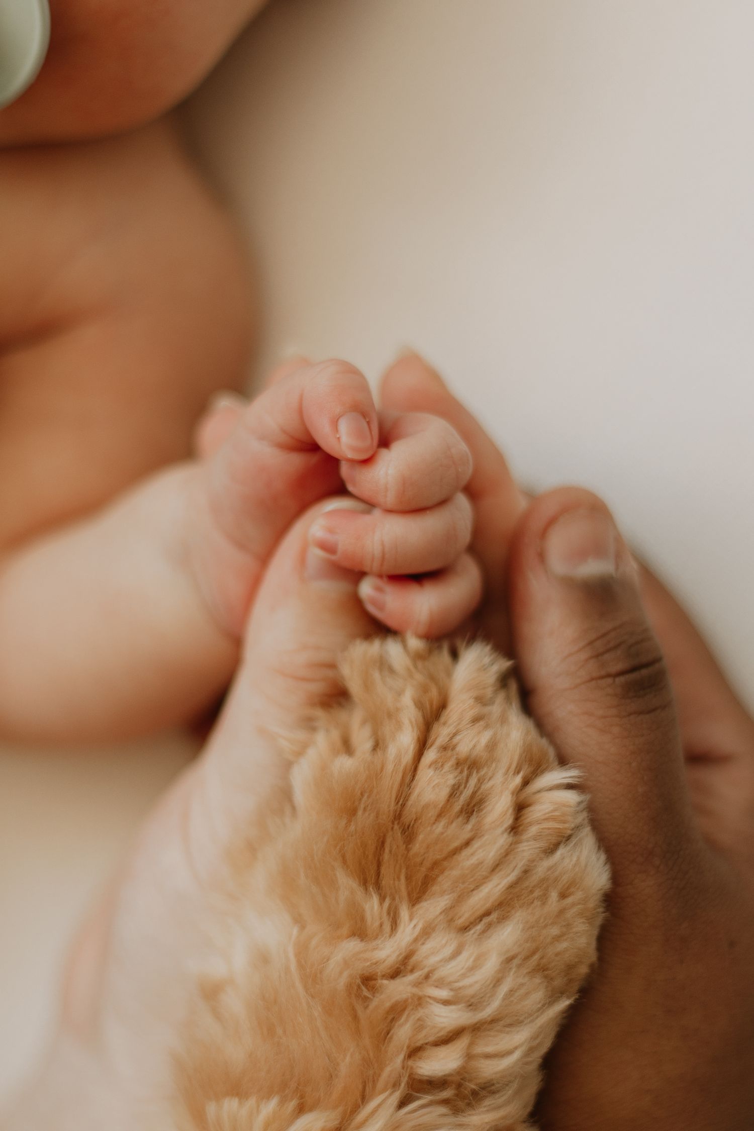 Mum, dad, baby and pet photoshoot in Kent