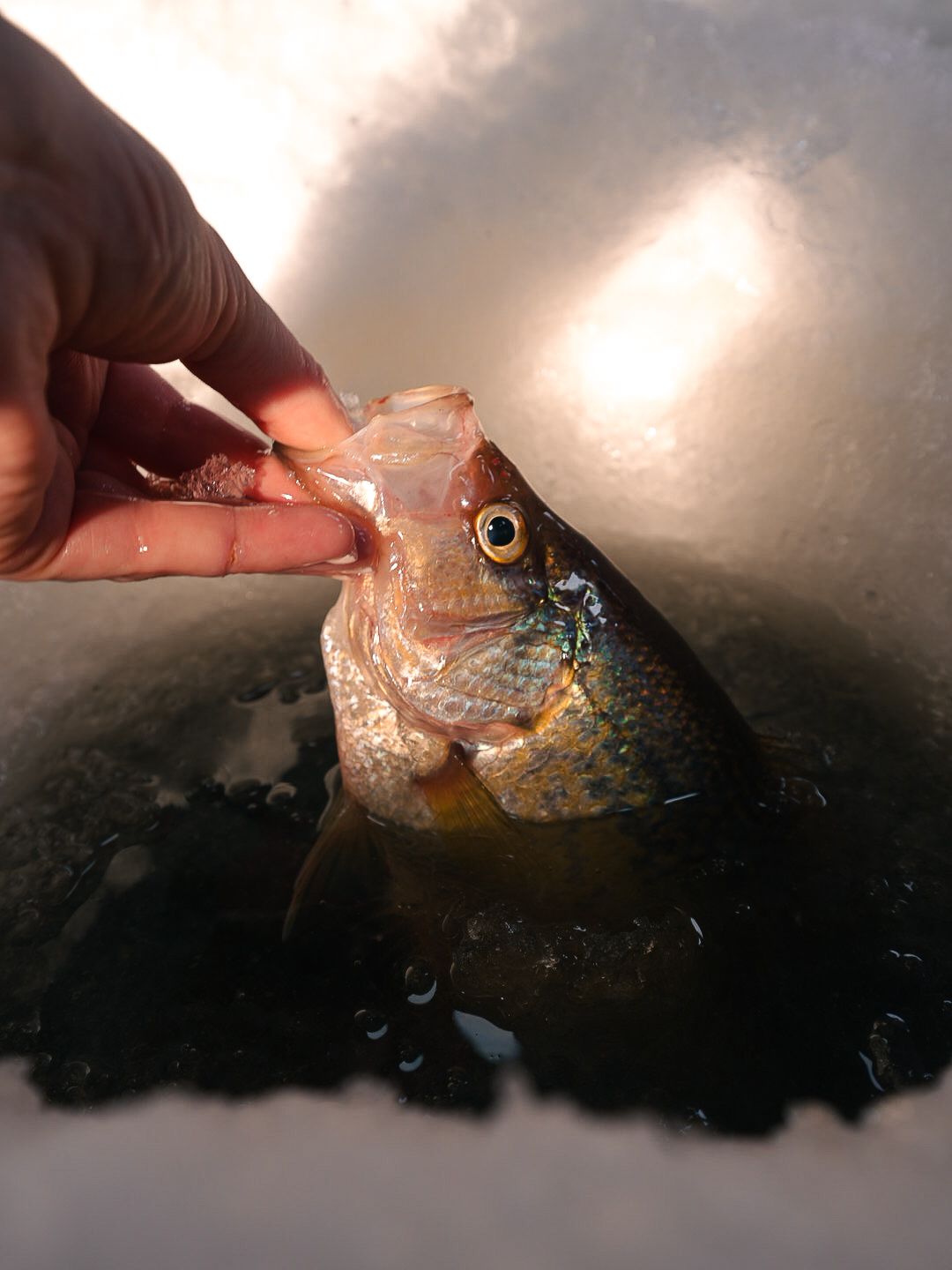 Close-up sequence of a fish being caught through an ice fishing hole in dark conditions.