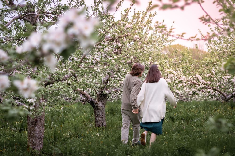 Spring photo session among blooming cherry blossom trees at sunset.