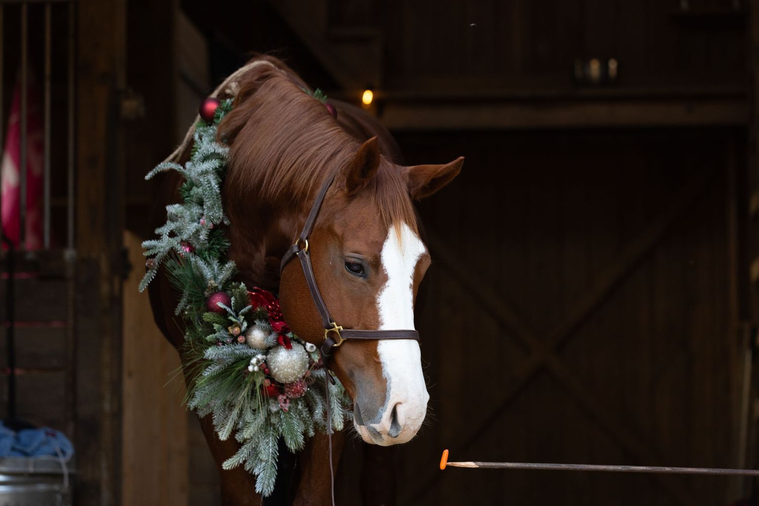 Brown horse wearing Christmas wreath and greenery in rustic barn setting.