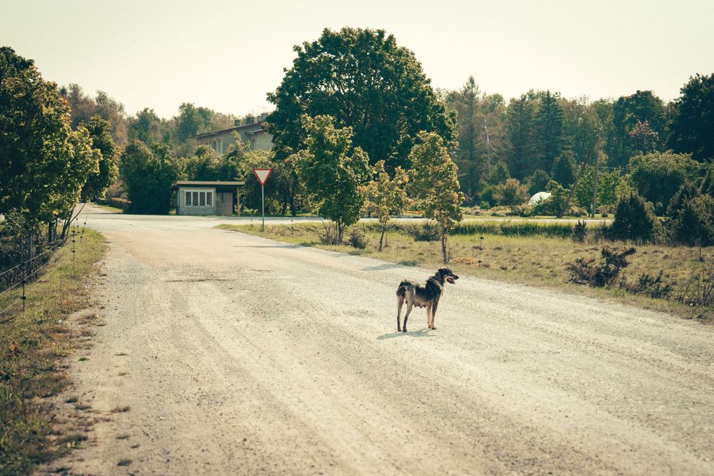 saaremaa 
koer