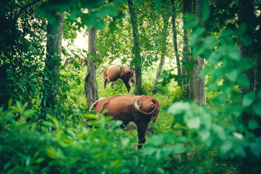 Lehmad vabalt jalutamas metsas Saaremaa saarel.
Fotograaf Masha Bakhtina