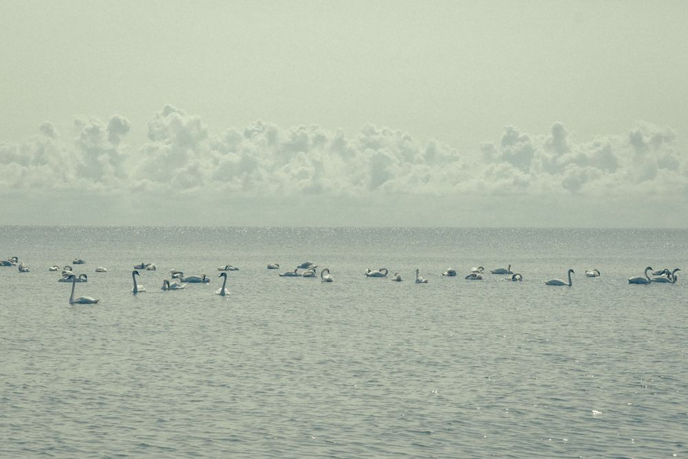 Luiged ujuvad meres Sõrve ranna lähedal Saaremaa saarel.
Autor Masha Bakhtina