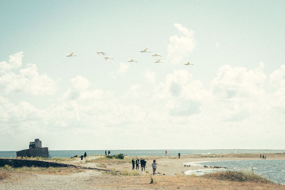 sõrve 
suvi
saaremaa
Luiged lendavad turistide peade kohal Sõrve poolsaarel.
Autor Masha Bakhtina