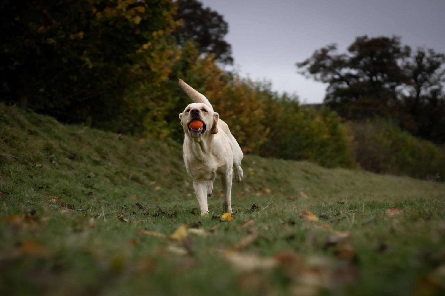 Photograph of a Labrador running with a tennis ball by Woodland  Workbench