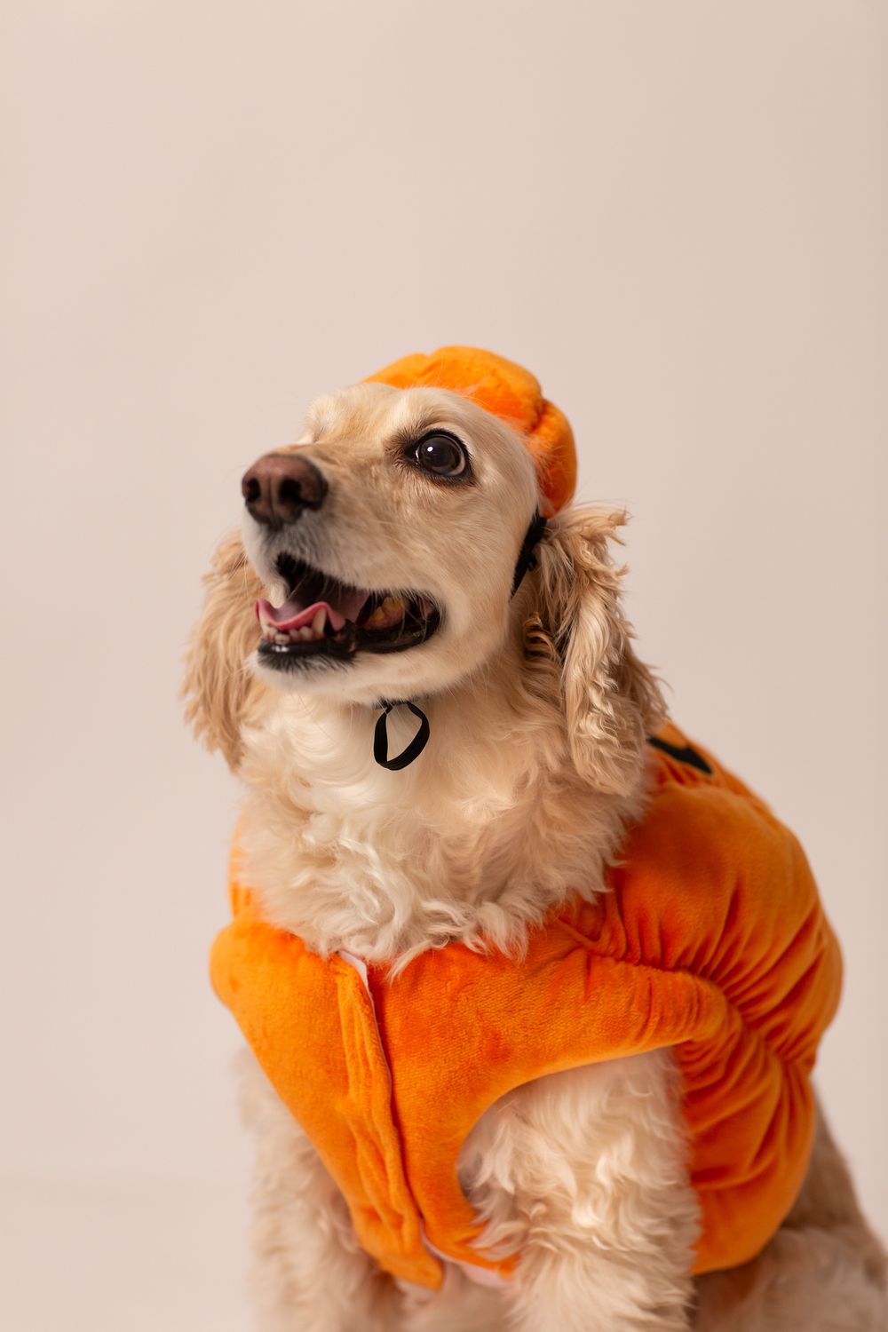 sesion de fotos con mascotas, sesion de fotos con perritos en queretaro en san juan del rio