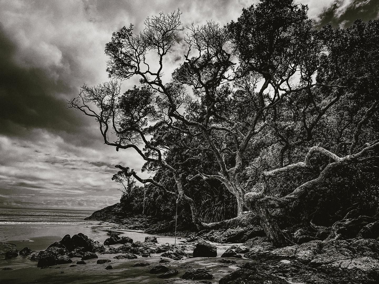 Twisted black and white trees against dramatic stormy sky over coastal landscape.