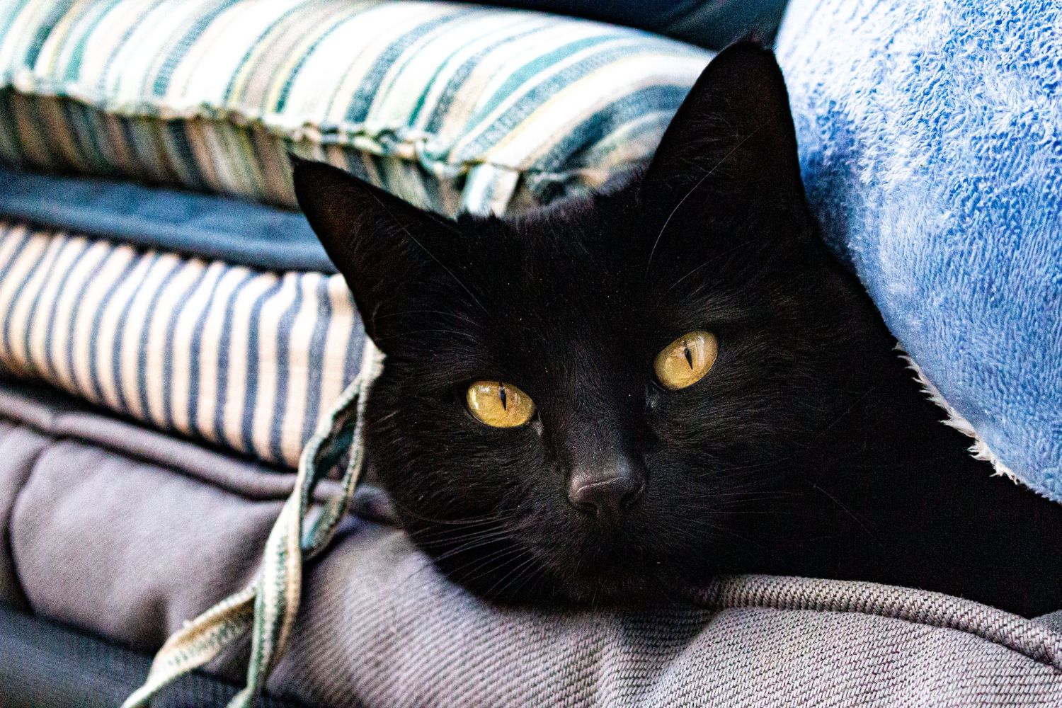 Elizabeth Goodwin animal photography Cat