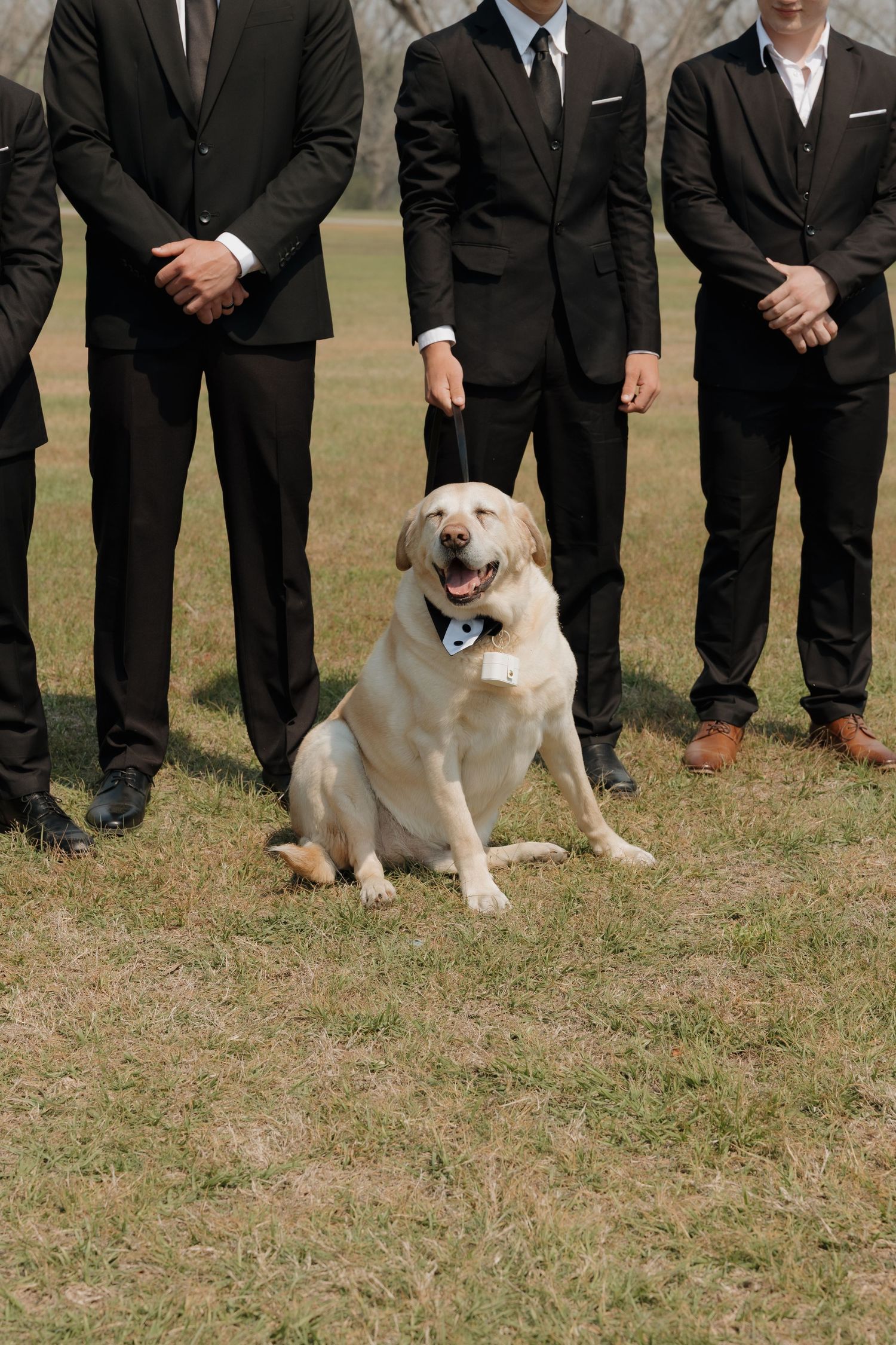 A row of people in black suits stand with two happy dogs sitting on grass during what appears to be a formal event.