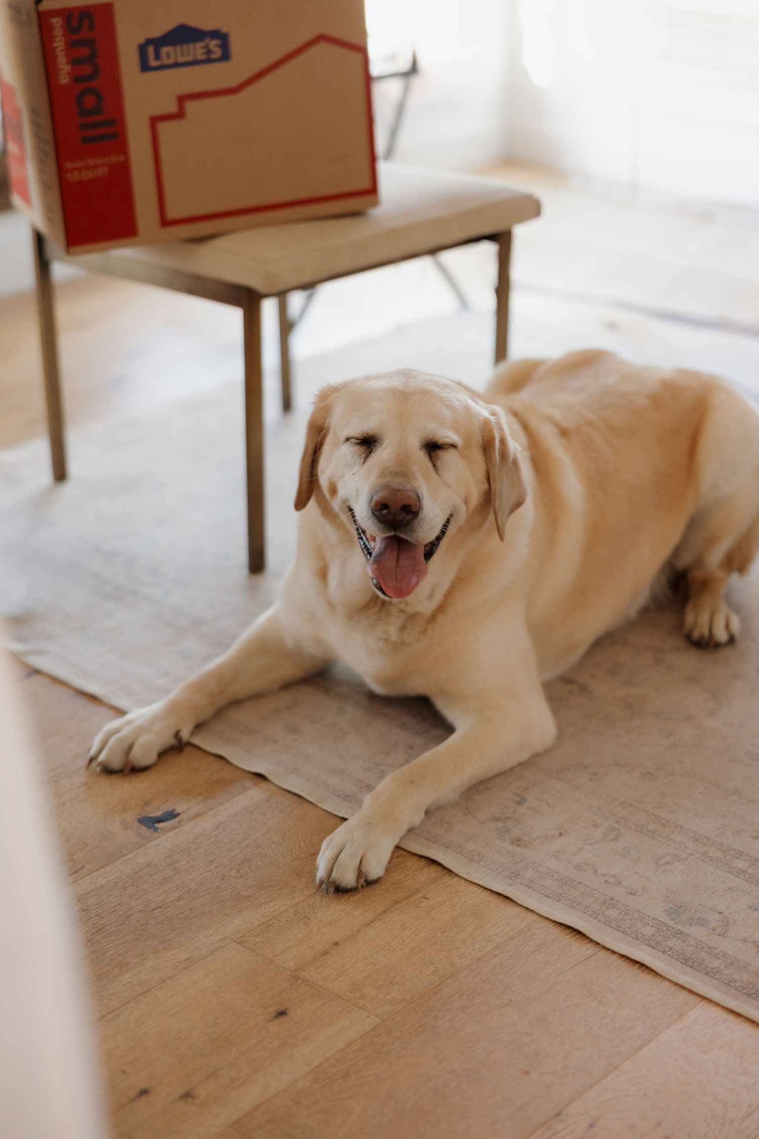 A happy yellow Labrador retriever lying on hardwood floors next to a cardboard box.