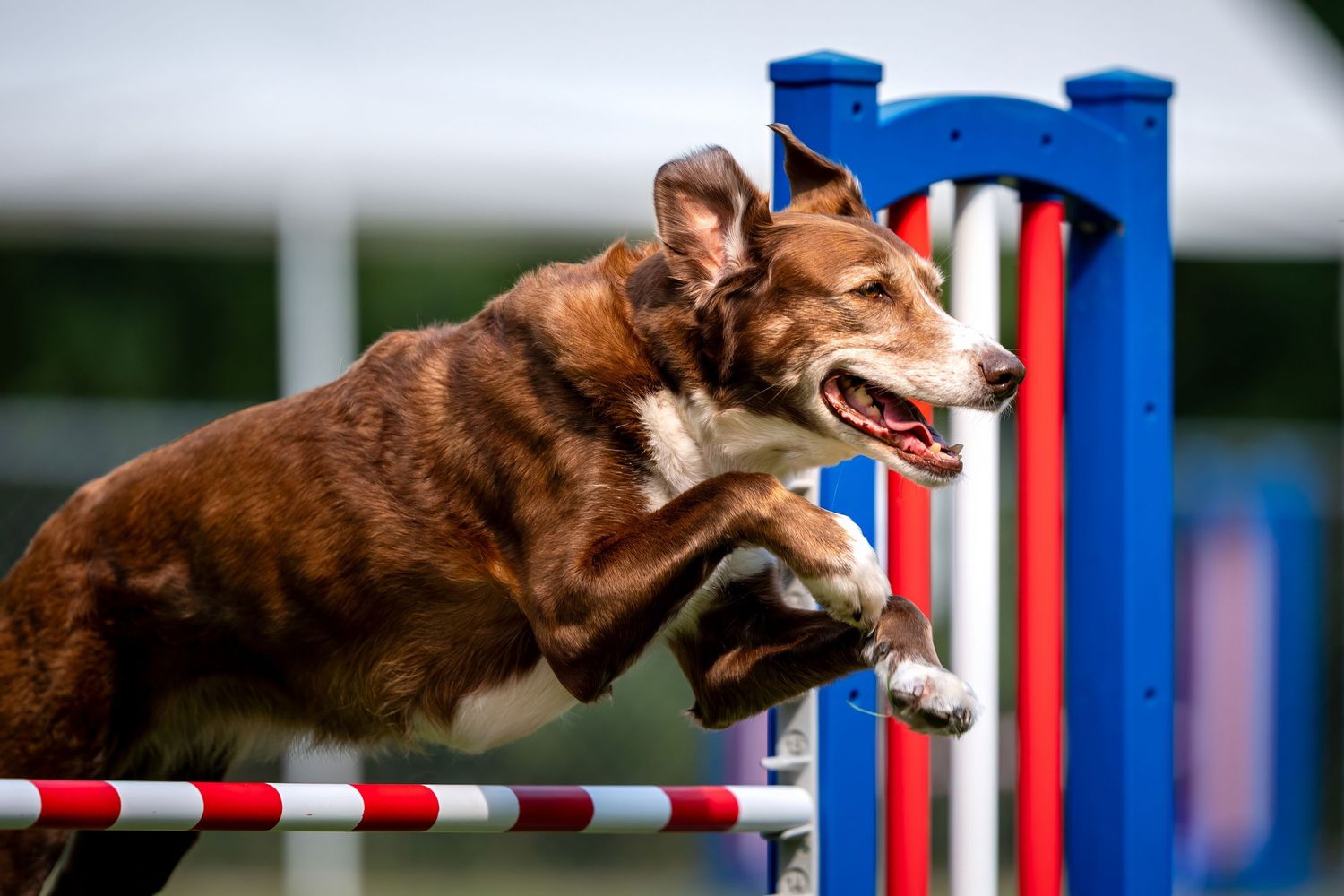 A brown Border Collie dog leaping over an agility course jump bar with red and white stripes.