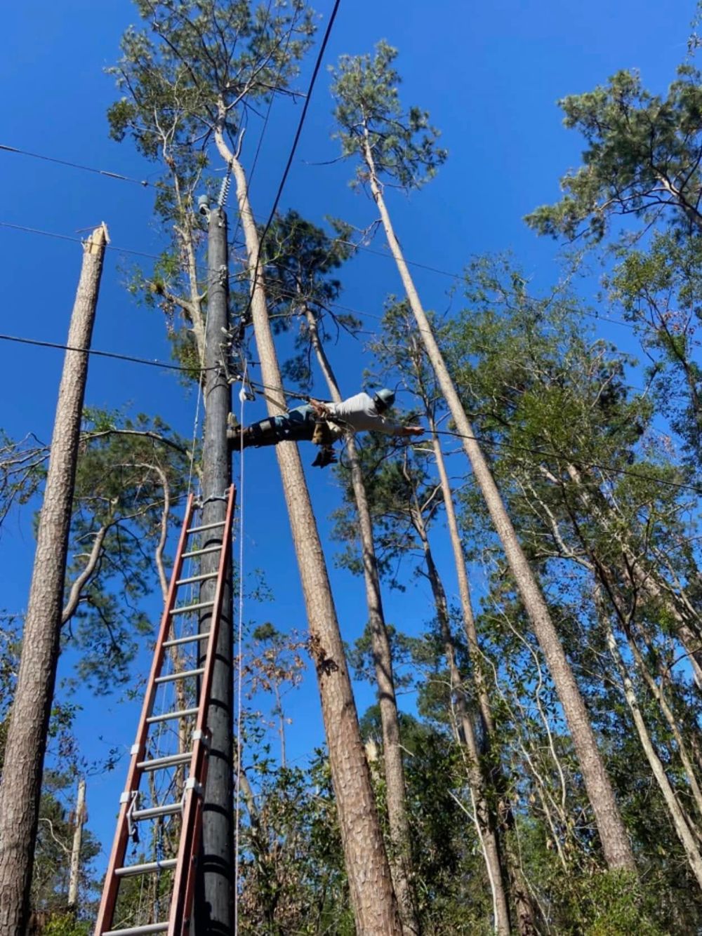 Worker climbs tall pine trees on ladder to repair power lines after storm damage against blue sky.