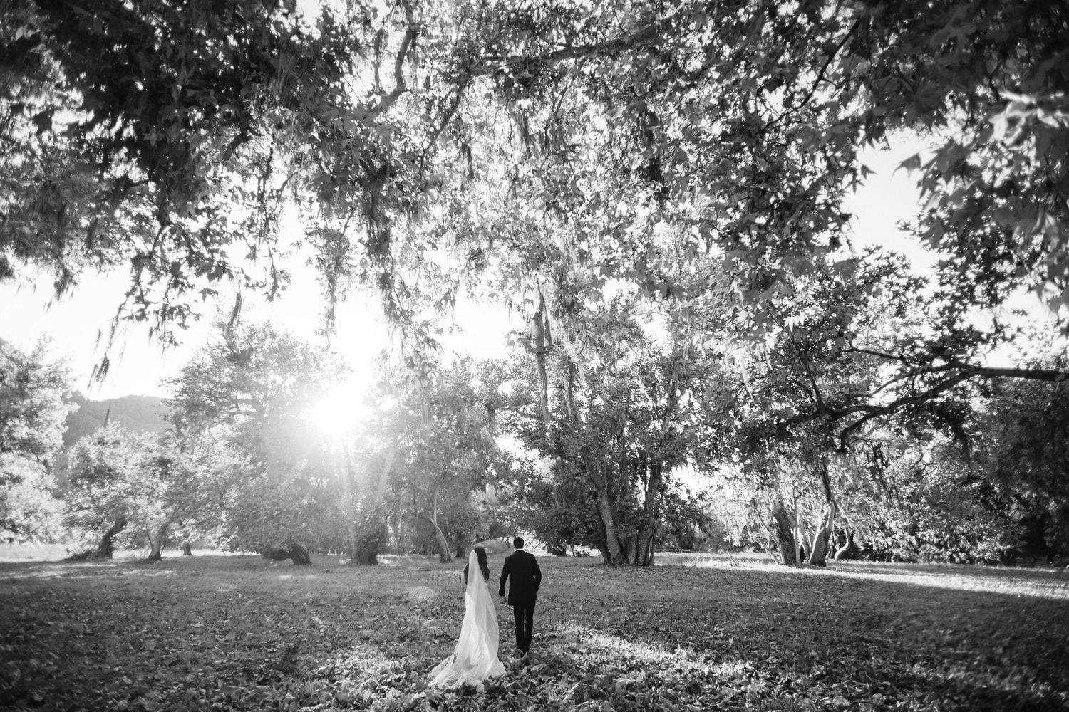 Black and white wedding photography in a sun-dappled orchard setting.
