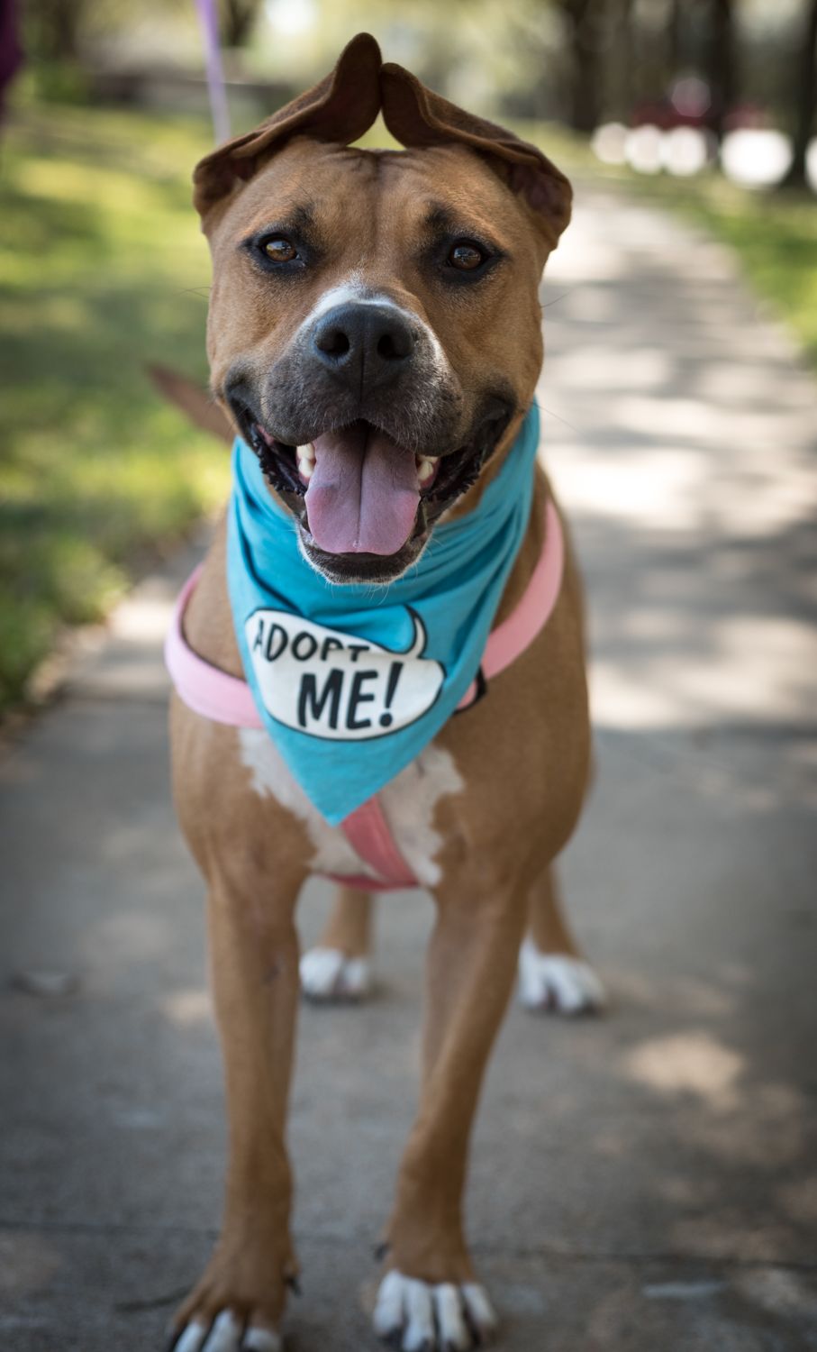 Smiling brown pit bull wearing a blue 'Adopt Me' bandana poses for adoption photos in outdoor setting.