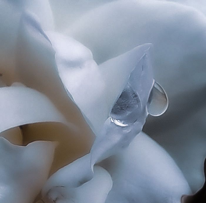 Goutte d’eau sur pétale de fleur, douceur et détail, photographie macro artistique