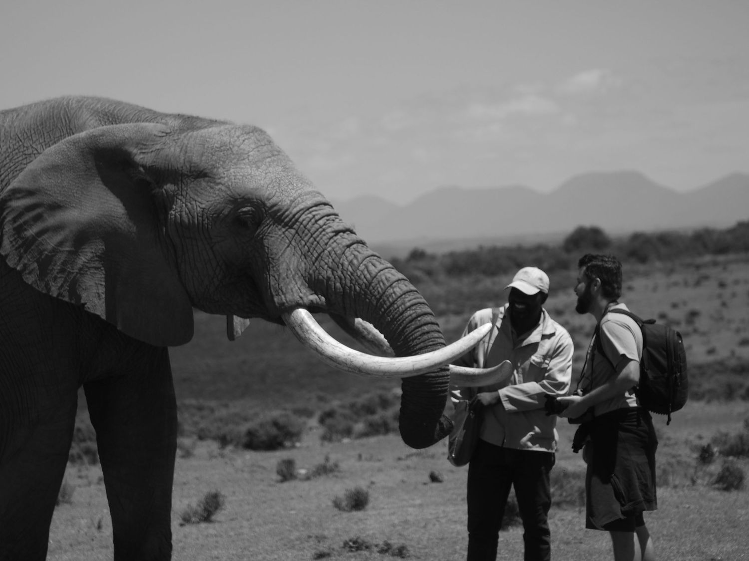 Olifant en Daniel