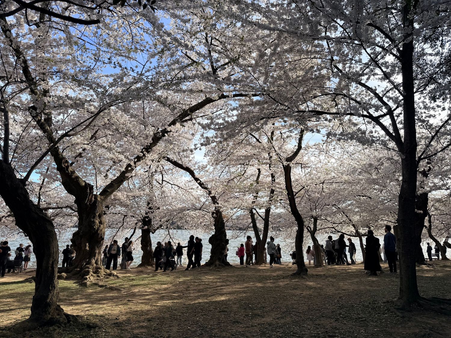 Cherry blossom trees in full bloom line a pathway in a park as visitors enjoy the spring scenery.