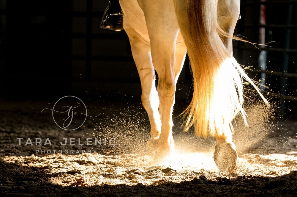 ©Golden Light ~ Tara Jelenić Photography
