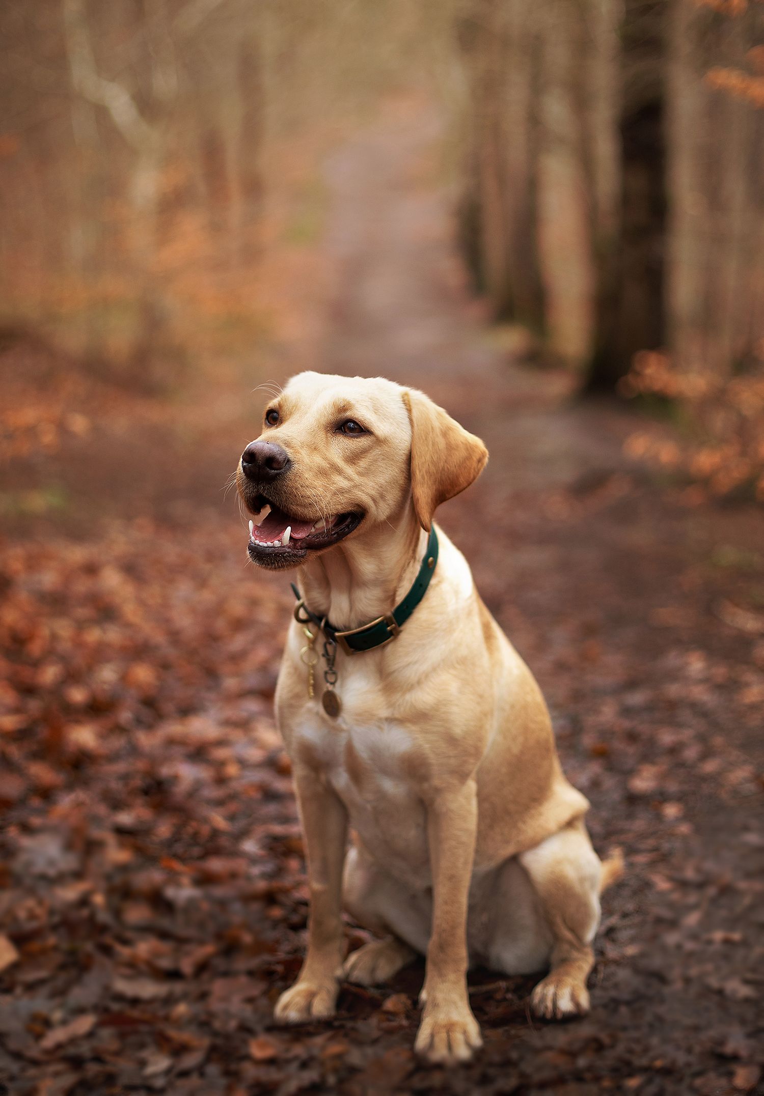 A happy yellow Labrador Retriever sits on a forest path surrounded by autumn leaves, wearing a green collar.