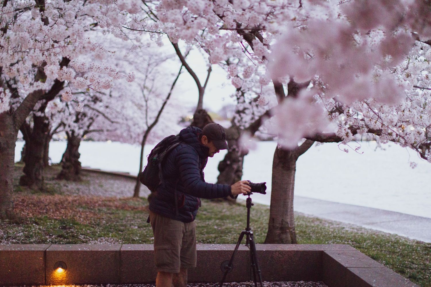 A photographer taking a photograph of cherry blossoms using a tripod.