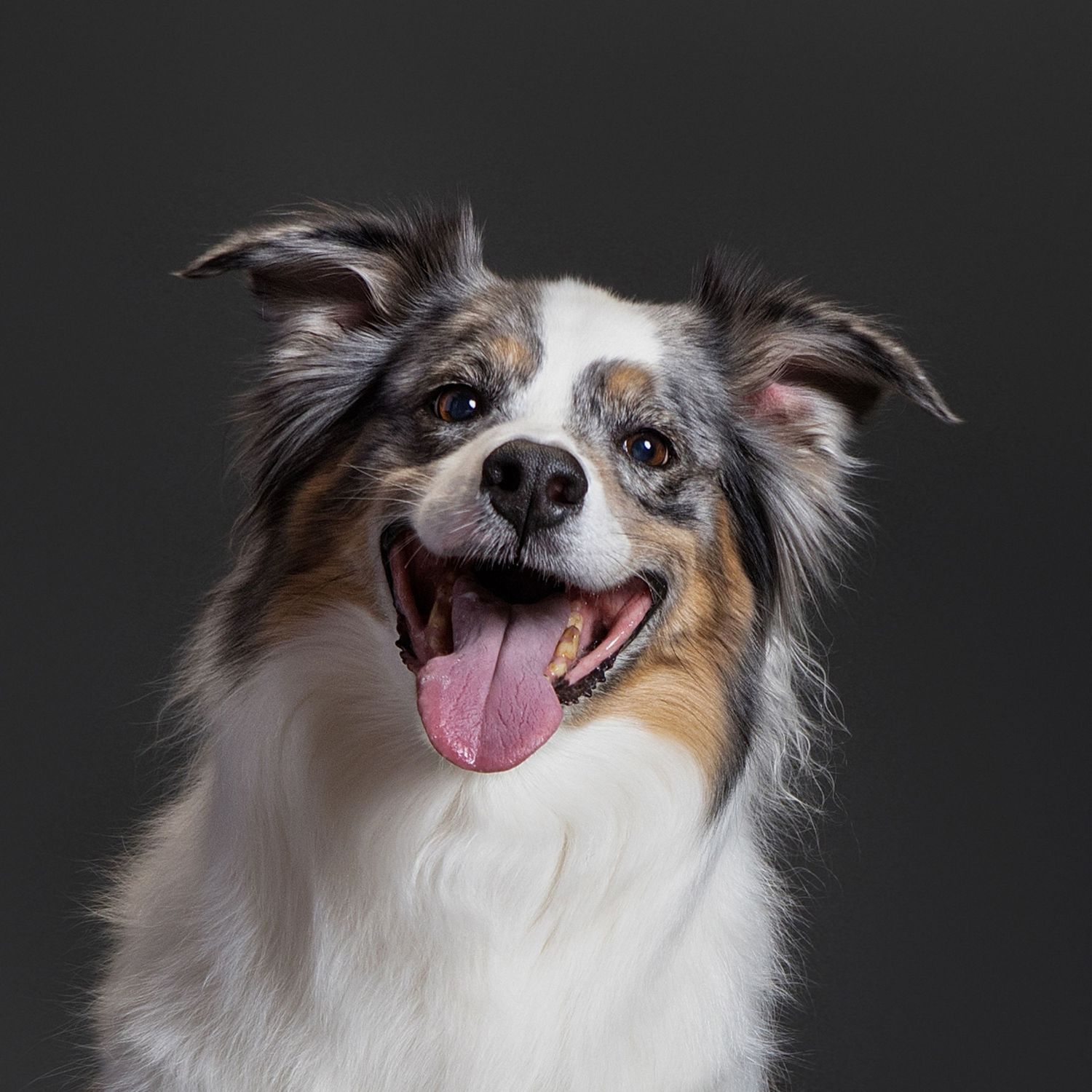Closeup of a happy Australian Shepherd dog with merle coat and tongue out, posing against dark gray studio background.