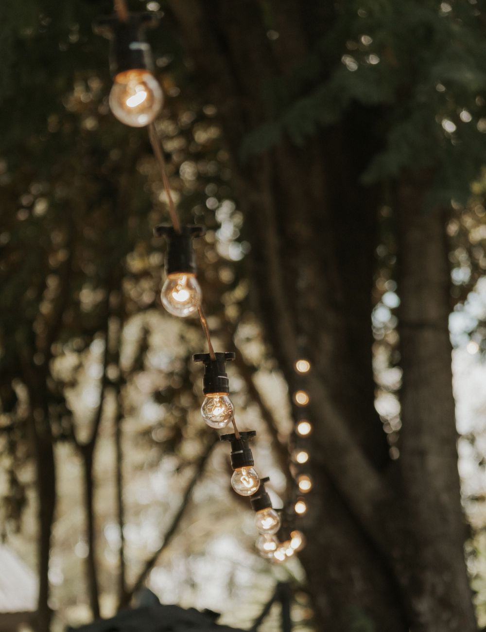 String of Edison bulb lights hanging between trees in bokeh background.